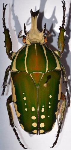 Réf. 252 181 : Mecynorhina polyphemus confluens